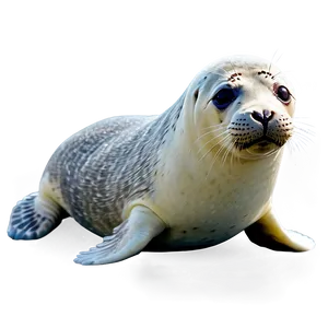 Seal Animal Png 17 PNG Image
