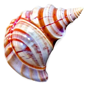 Seashell Conch Shell Png Byh PNG Image