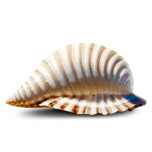 Seashell Pattern Clipart Png Eby PNG Image