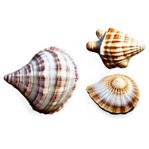 Seashell Set Clipart Png Uvu53 PNG Image