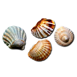 Seashell Silhouettes Png 06132024 PNG Image