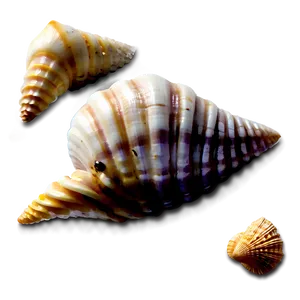 Seashell Variety Png Yhk PNG Image