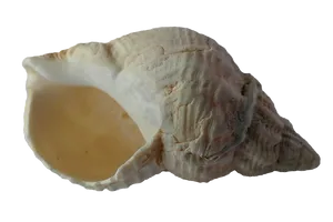 Seashellon Black Background PNG Image