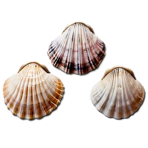 Seashells Collection Png 06132024 PNG Image