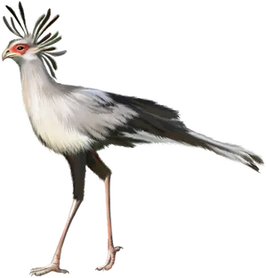 Secretary Bird Illustration PNG Image