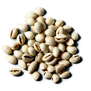 Seed B PNG Image