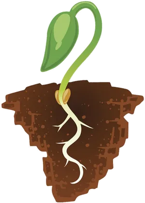 Seedling Growthin Soil Illustration PNG Image