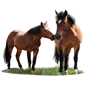 Serendipitous Mustang Horse Encounter Png 93 PNG Image