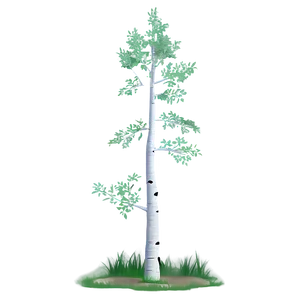 Serene Aspen Tree Png 06262024 PNG Image