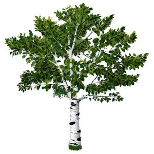 Serene Aspen Tree Png Byi25 PNG Image