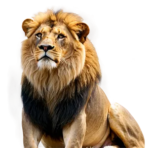 Serene Lion Gaze Png Xxj79 PNG Image