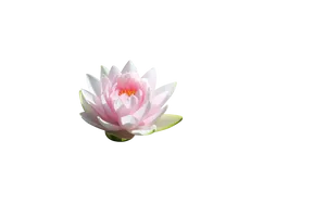 Serene Lotus Flower Black Background PNG