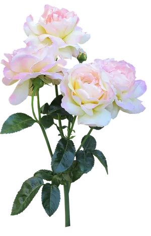 Serene_ Pink_ Roses_ Bouquet PNG Image