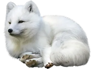 Serene Samoyed Resting.png PNG Image