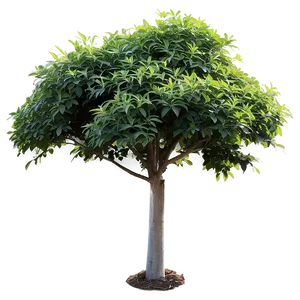 Shade Loving Shrubs Png 06122024 PNG Image