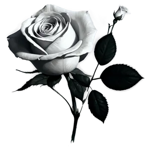 Shaded Rose Black And White Png Evb PNG Image