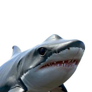 Shark Jaw Close-up Png Hvd PNG Image