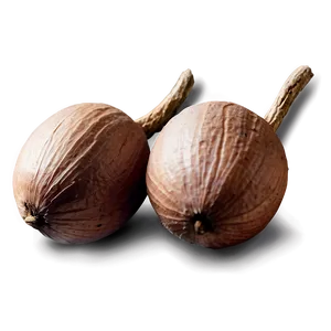 Shea Nut Png Fxs PNG Image