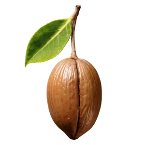 Shea Nut Png Ydj37 PNG Image