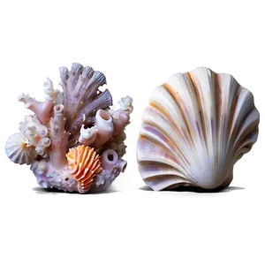 Shells And Coral Png 70 PNG Image