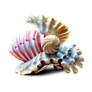 Shells And Coral Png Hya PNG Image