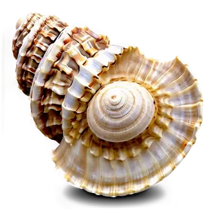 Shells Of The World Png Mro84 PNG Image