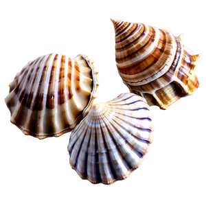 Shells With Sand Background Png Xjf93 PNG Image