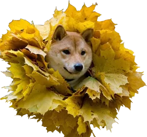 Shiba Inu Amidst Autumn Leaves PNG Image