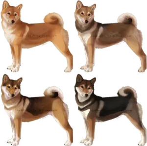 Shiba Inu Dog Poses PNG Image