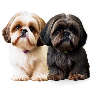 Shih Tzu With Bowtie Png Soj PNG Image