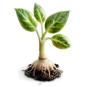 Shoot Sprout Png Spc9 PNG Image