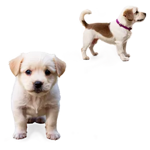 Short Haired Dogs PNG 93 PNG