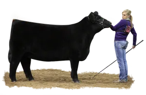 Show Cattleand Handler PNG Image