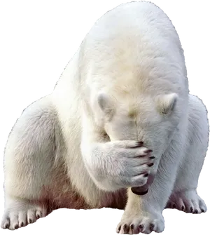 Shy Polar Bear Covering Face PNG Image