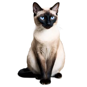 Siamese Cat B PNG Image