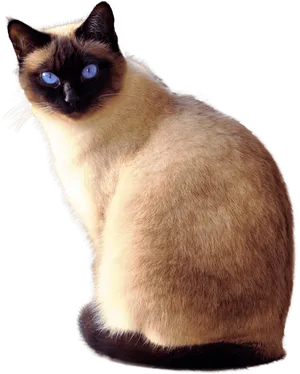 Siamese Cat Blue Eyes PNG Image