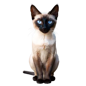 Siamese Cat Clipart Png Uhq75 PNG Image