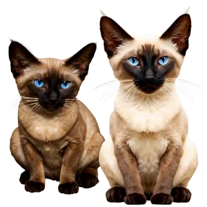 Siamese Cat D PNG Image