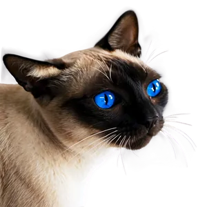 Siamese Cat Face Png 06122024 PNG Image