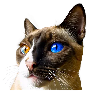 Siamese Cat Face Png 06122024 PNG Image