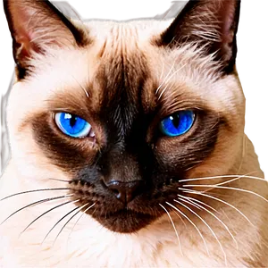 Siamese Cat Face Png Vuy9 PNG Image