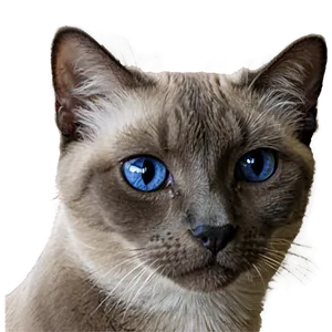 Siamese Cat Hiding Png Xsy52 PNG Image