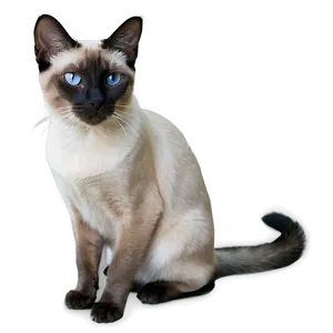 Siamese Cat In Garden Png 06292024 PNG Image