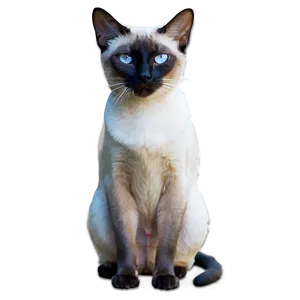 Siamese Cat In Garden Png 06292024 PNG Image