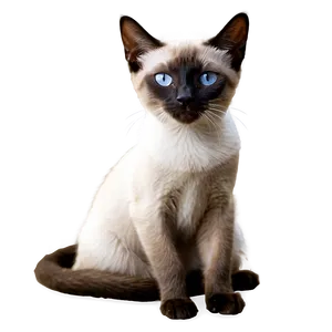 Siamese Cat In Garden Png Jyx PNG Image