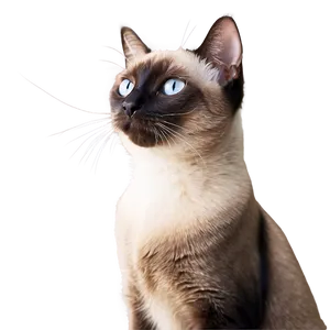 Siamese Cat Looking Out Window Png Jwy PNG Image