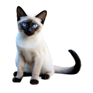 Siamese Cat Png Fhs71 PNG Image