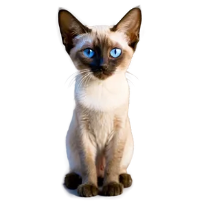 Siamese Cat Profile View Png Aty23 PNG Image