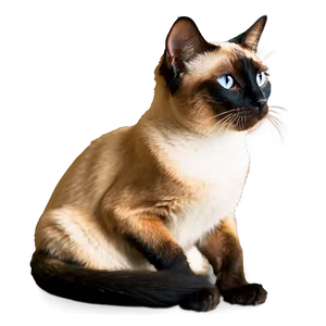 Siamese Cat Profile View Png Eat15 PNG Image