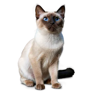 Siamese Cat Profile View Png Lid PNG Image